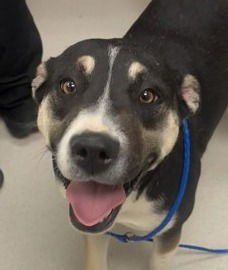 CHLOE - Catahoula Leopard Dog / Terrier available for adoption