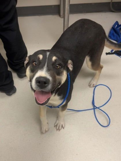 CHLOE - Catahoula Leopard Dog / Terrier available for adoption