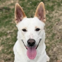 Milo - Photo 1