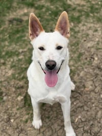 Milo - Photo 2