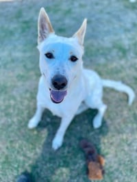 Milo - Photo 3