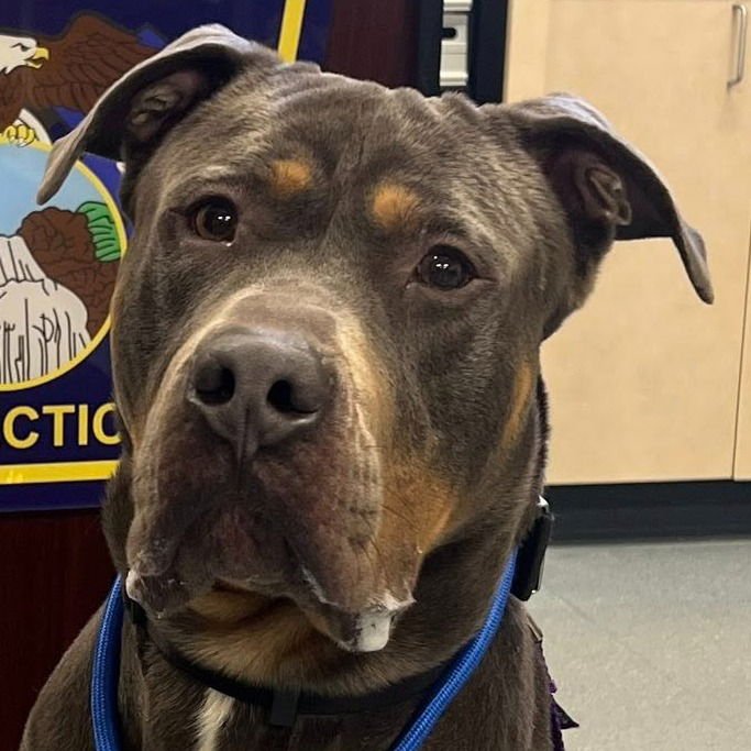 DUG - Cane Corso Mastiff available for adoption