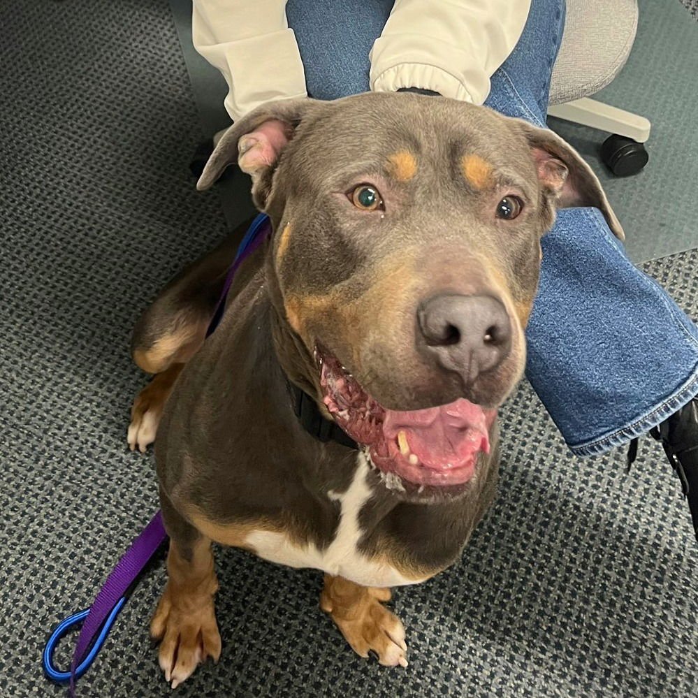 DUG - Cane Corso Mastiff available for adoption