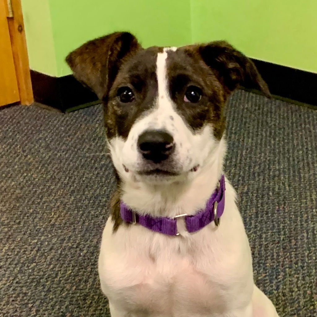 MAYBELLE - Terrier available for adoption