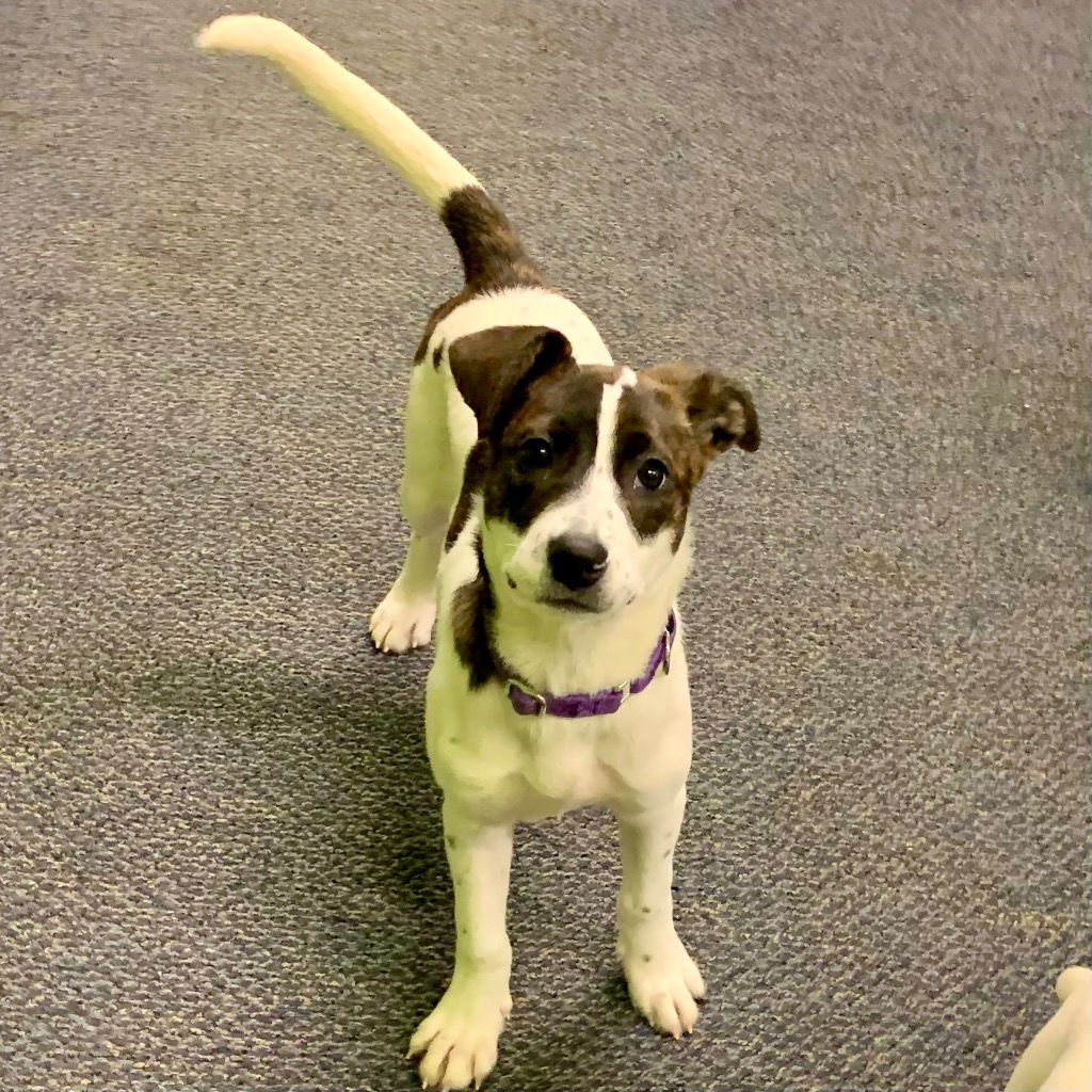 MAYBELLE - Terrier available for adoption