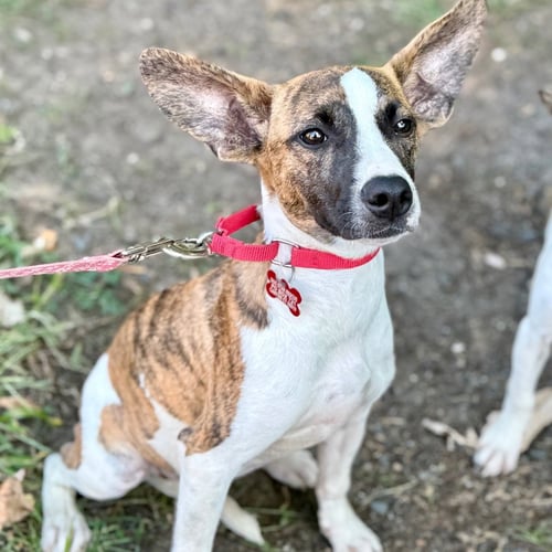 PIXIE - Plott Hound / Terrier available for adoption
