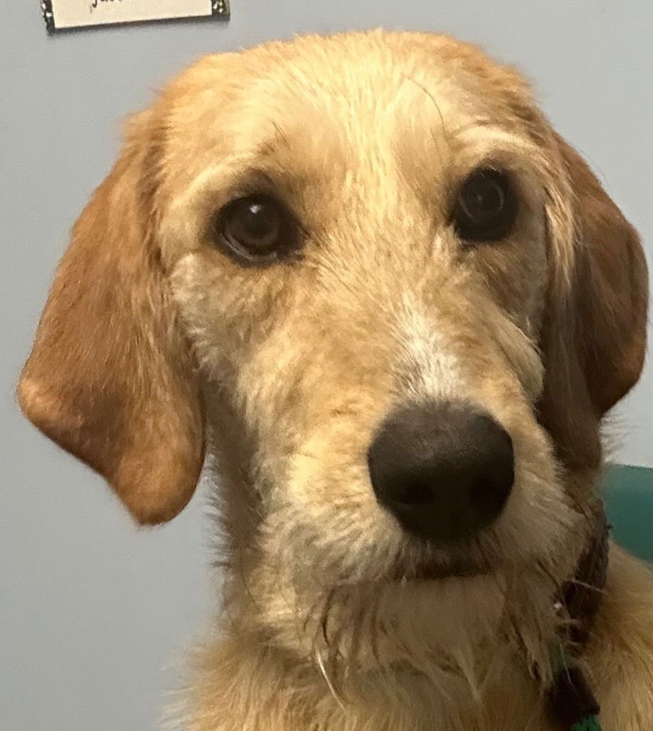 REMI - Labrador Retriever / Poodle (unknown type) available for adoption