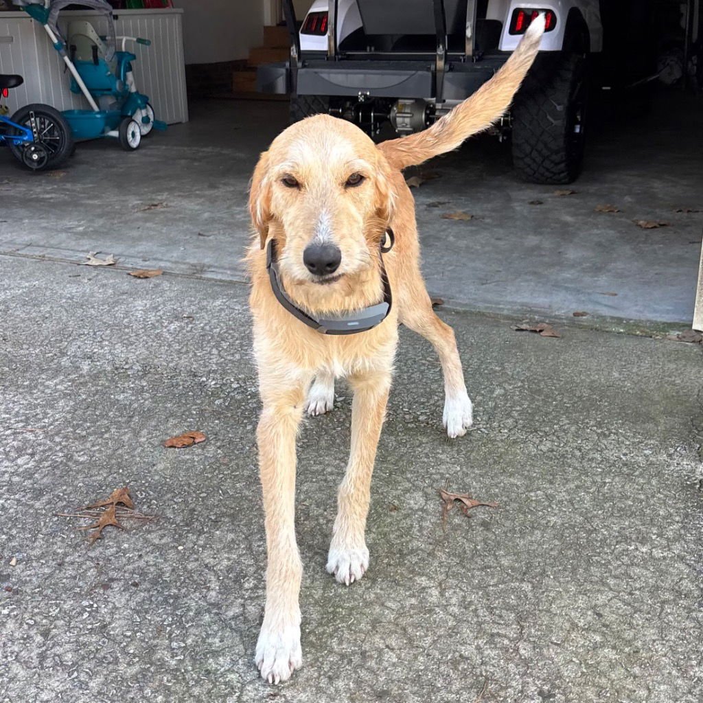 REMI - Labrador Retriever / Poodle (unknown type) available for adoption