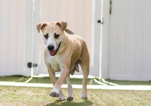 SARAH - Labrador Retriever / Terrier available for adoption