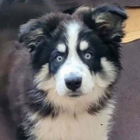 LYKOS - Husky / Terrier available for adoption