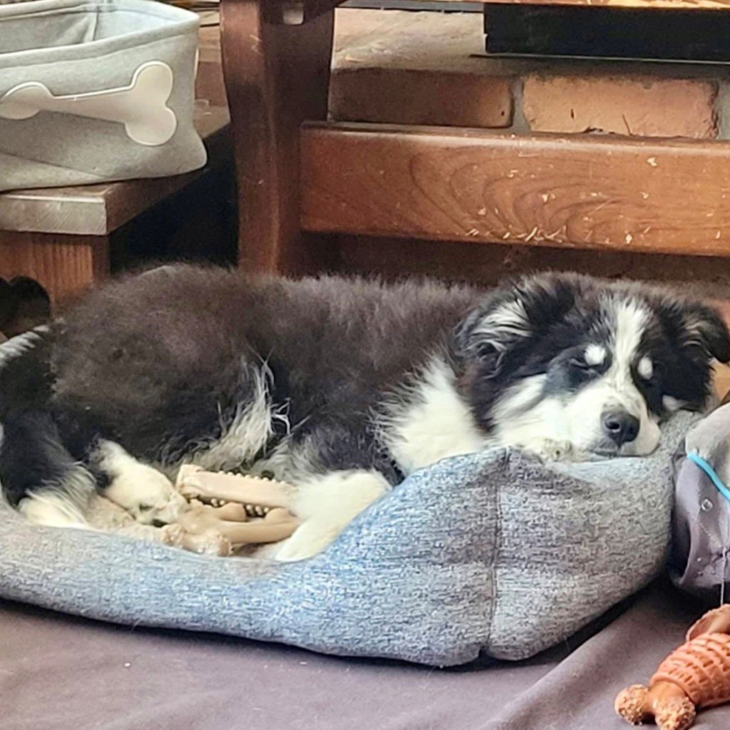 LYKOS - Husky / Terrier available for adoption