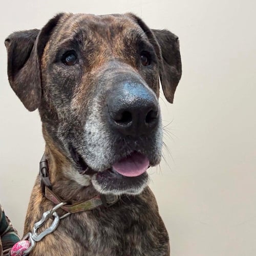 MIDGE - Hound / Terrier available for adoption