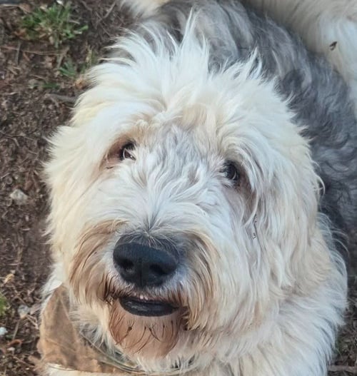 TRUFFLES - Old English Sheepdog available for adoption