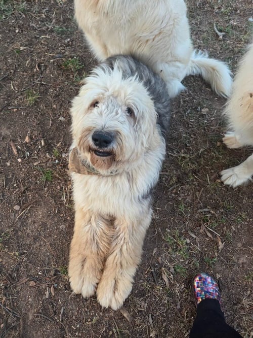 TRUFFLES - Old English Sheepdog available for adoption
