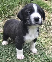 Zeus - Photo 2