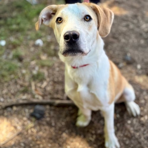 BUTTER - Labrador Retriever / Terrier available for adoption