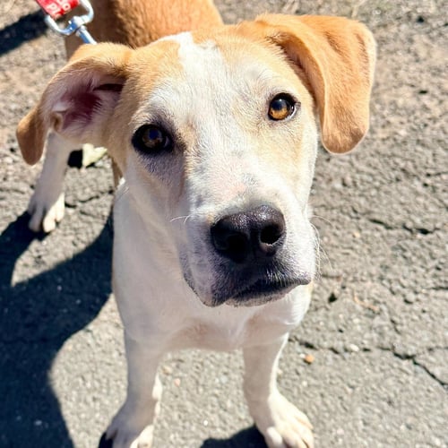 BUTTER - Labrador Retriever / Terrier available for adoption