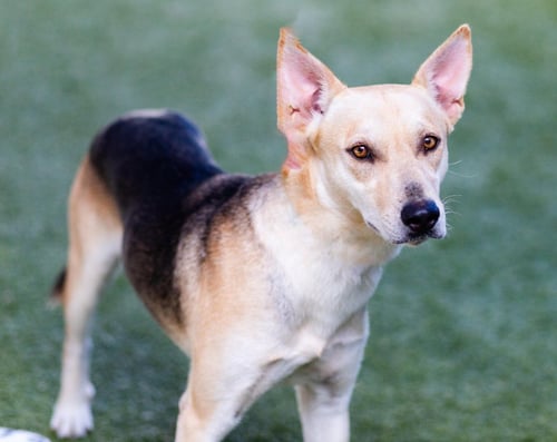 ANTONIO - Shepherd / Terrier available for adoption