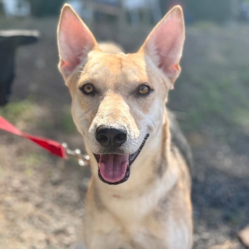 ANTONIO - Shepherd / Terrier available for adoption