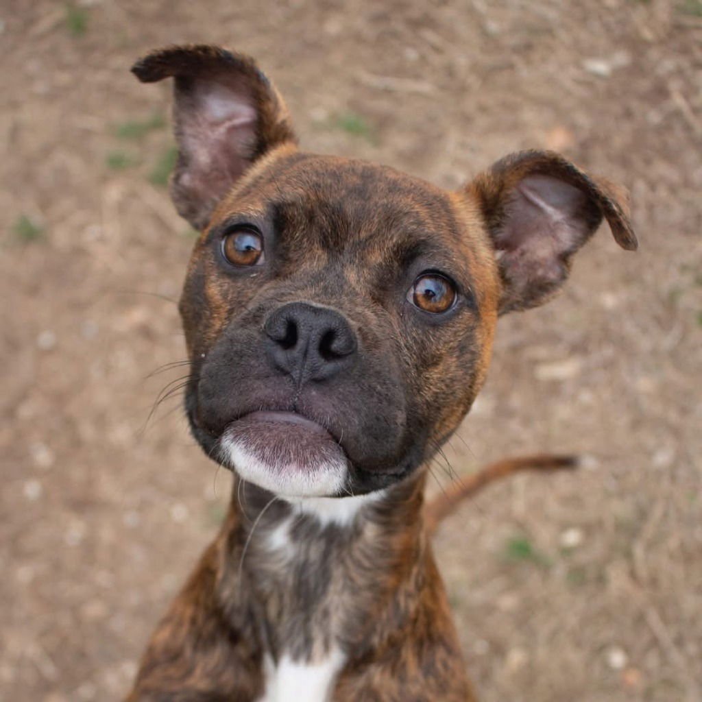 BOBBLE - Boxer / Terrier available for adoption