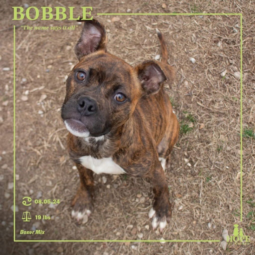 BOBBLE - Boxer / Terrier available for adoption