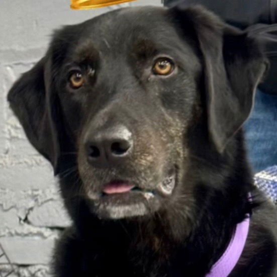 CLYDE - Labrador Retriever / Terrier available for adoption