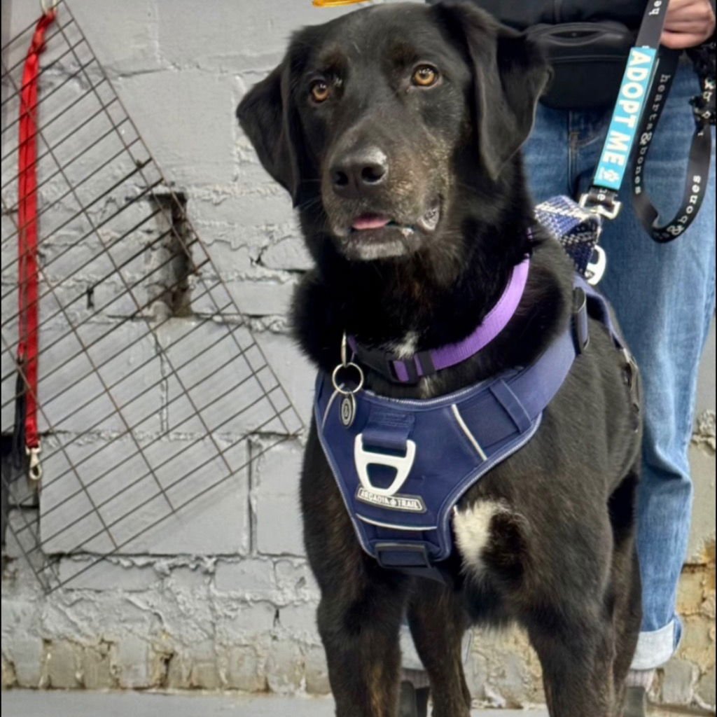 CLYDE - Labrador Retriever / Terrier available for adoption