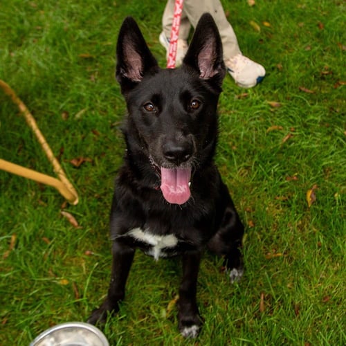 FAE - German Shepherd Dog / Terrier available for adoption