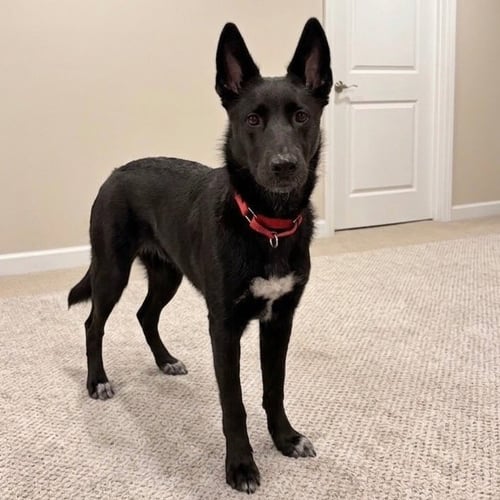 FAE - German Shepherd Dog / Terrier available for adoption