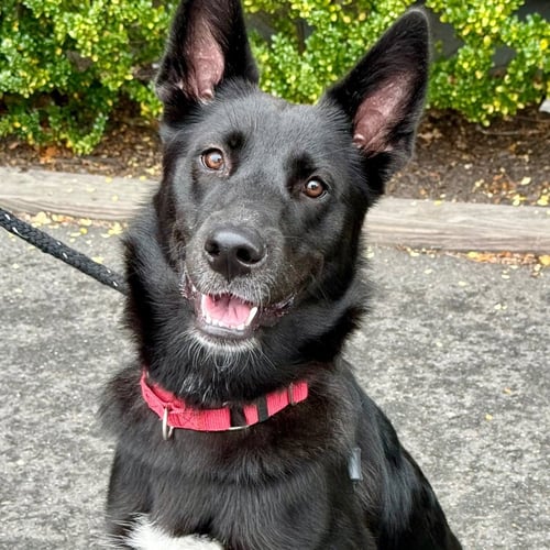 FAE - German Shepherd Dog / Terrier available for adoption