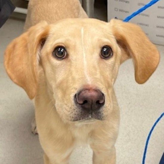 SALEM - Labrador Retriever / Terrier available for adoption