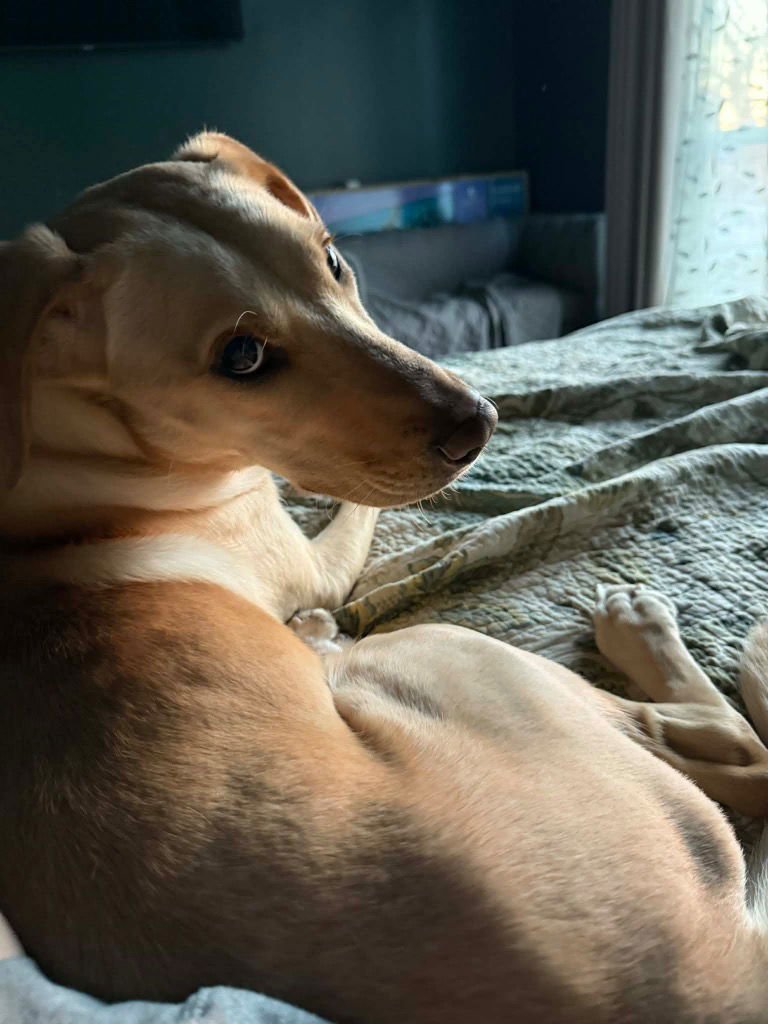 SALEM - Labrador Retriever / Terrier available for adoption