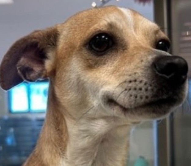 LA MUNECA - Chihuahua / Terrier available for adoption