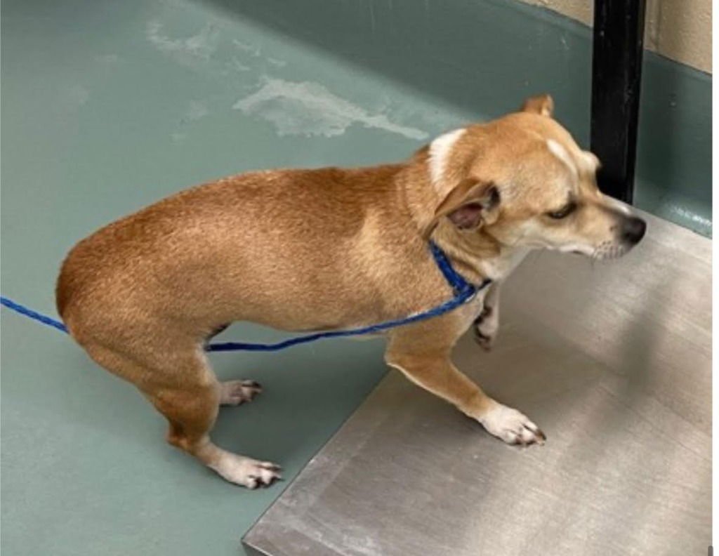 LA MUNECA - Chihuahua / Terrier available for adoption