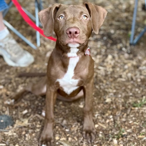 JUNIE - Labrador Retriever / Terrier available for adoption