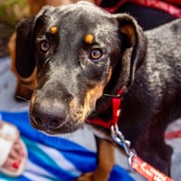 Bubba - Photo 3
