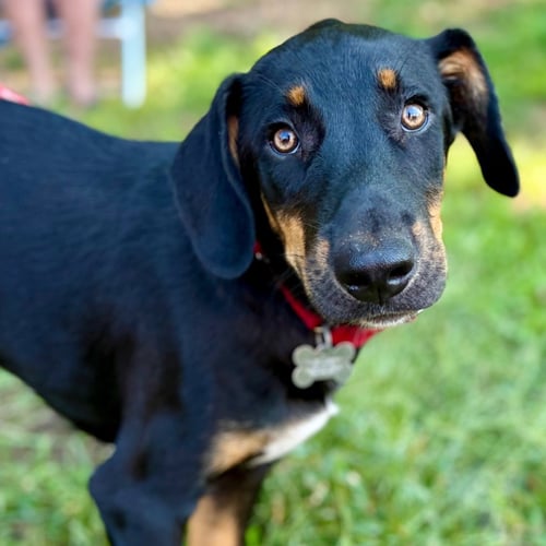 BUBBA - Shepherd / Terrier available for adoption
