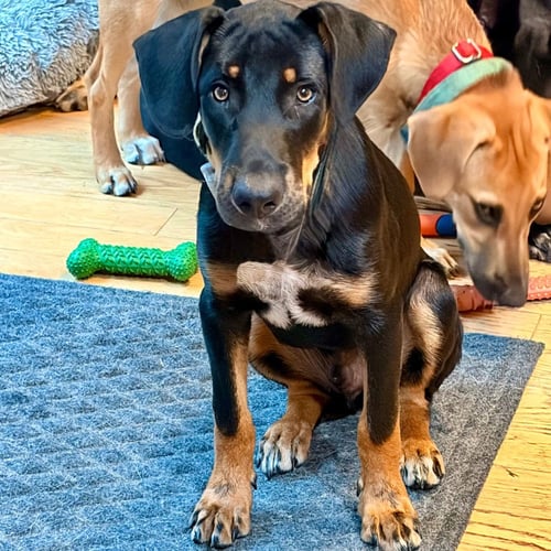 BUBBA - Shepherd / Terrier available for adoption