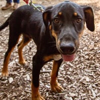 Bubba - Photo 4