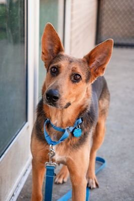 DUA LIPA - Terrier available for adoption