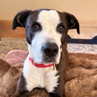 Pete - Photo 1