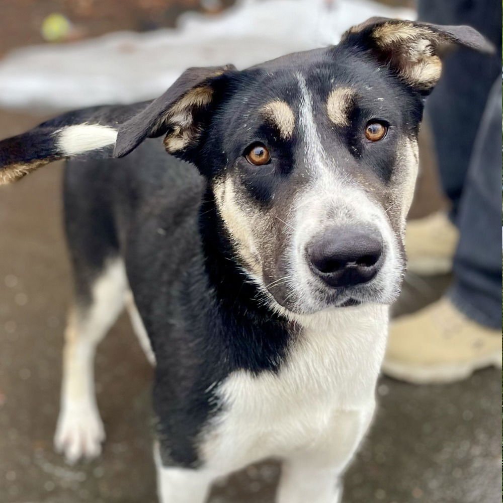 BLACKFIRE - Catahoula Leopard Dog / Terrier available for adoption