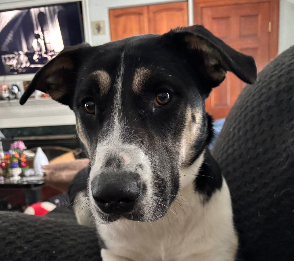 BLACKFIRE - Catahoula Leopard Dog / Terrier available for adoption