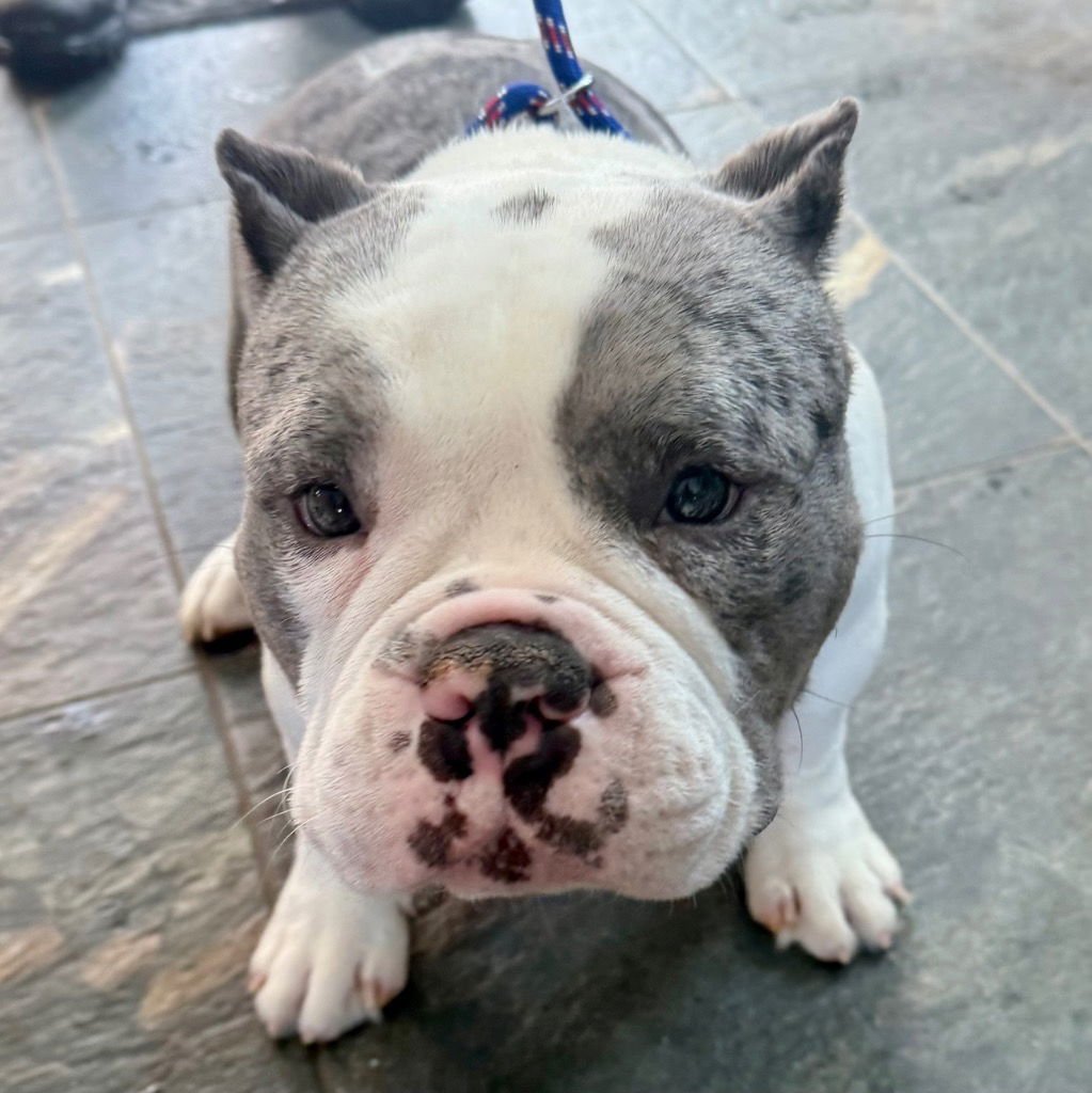 CORETTA - Terrier / English Bulldog available for adoption
