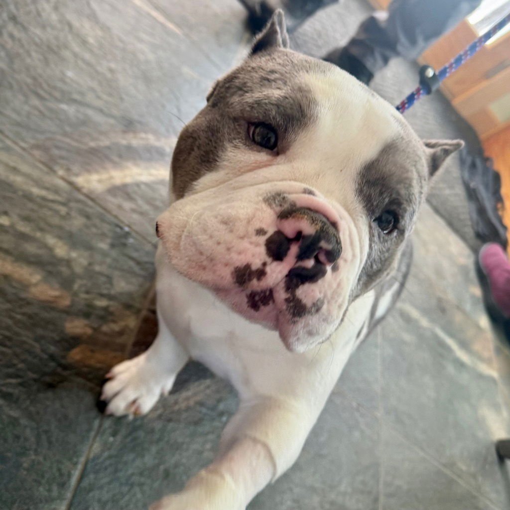 CORETTA - Terrier / English Bulldog available for adoption