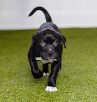 Samson - Photo 1