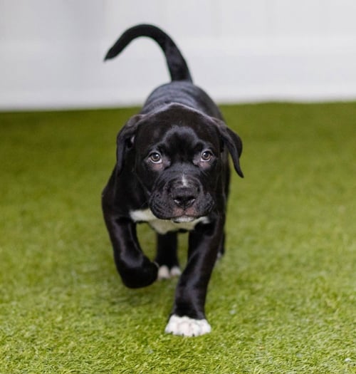 SAMSON - Labrador Retriever / Terrier available for adoption
