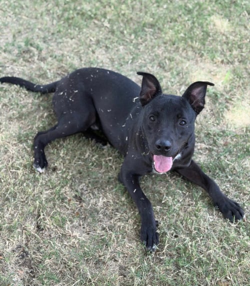 BUGS - Labrador Retriever / Terrier available for adoption