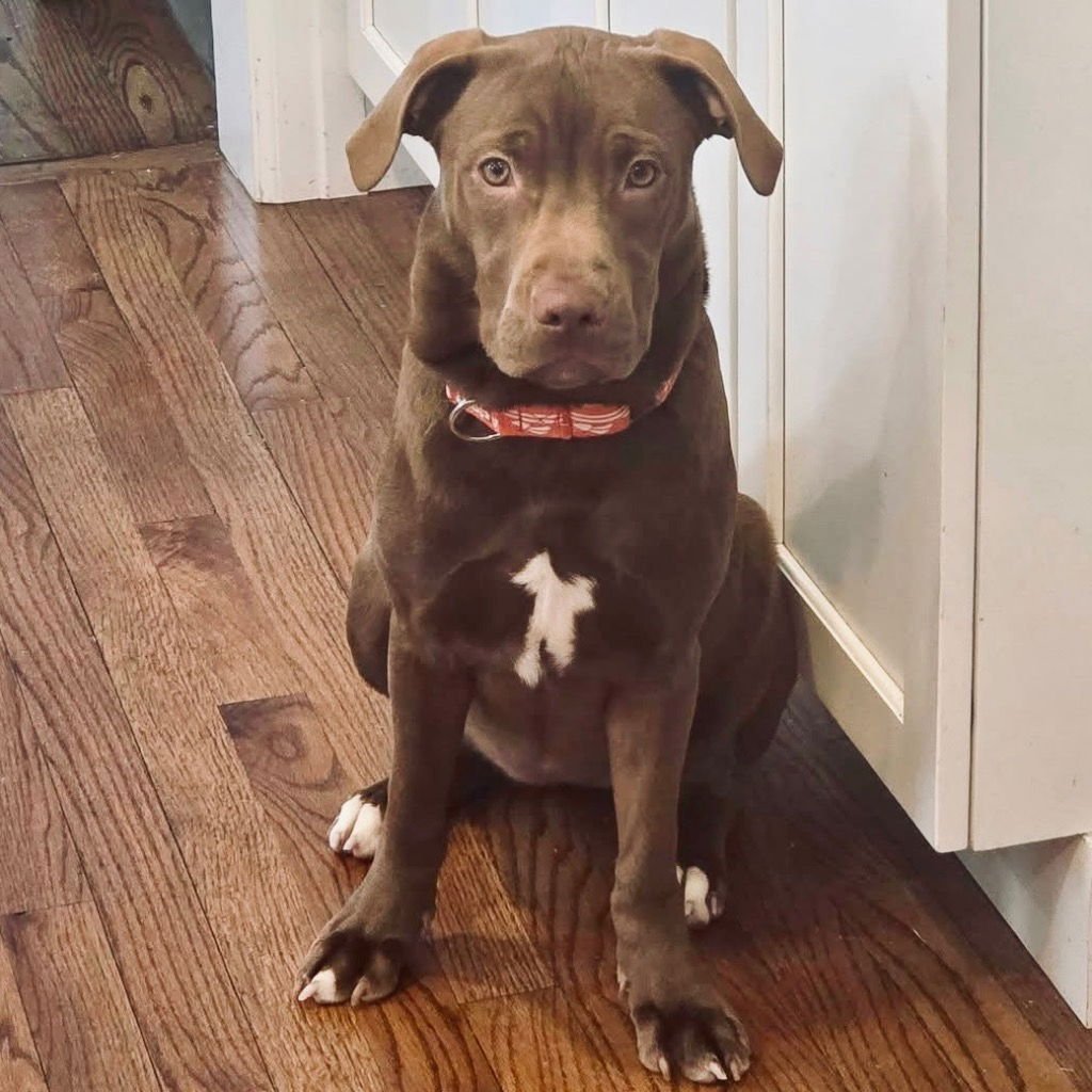 WHIMSY - Labrador Retriever / Terrier available for adoption