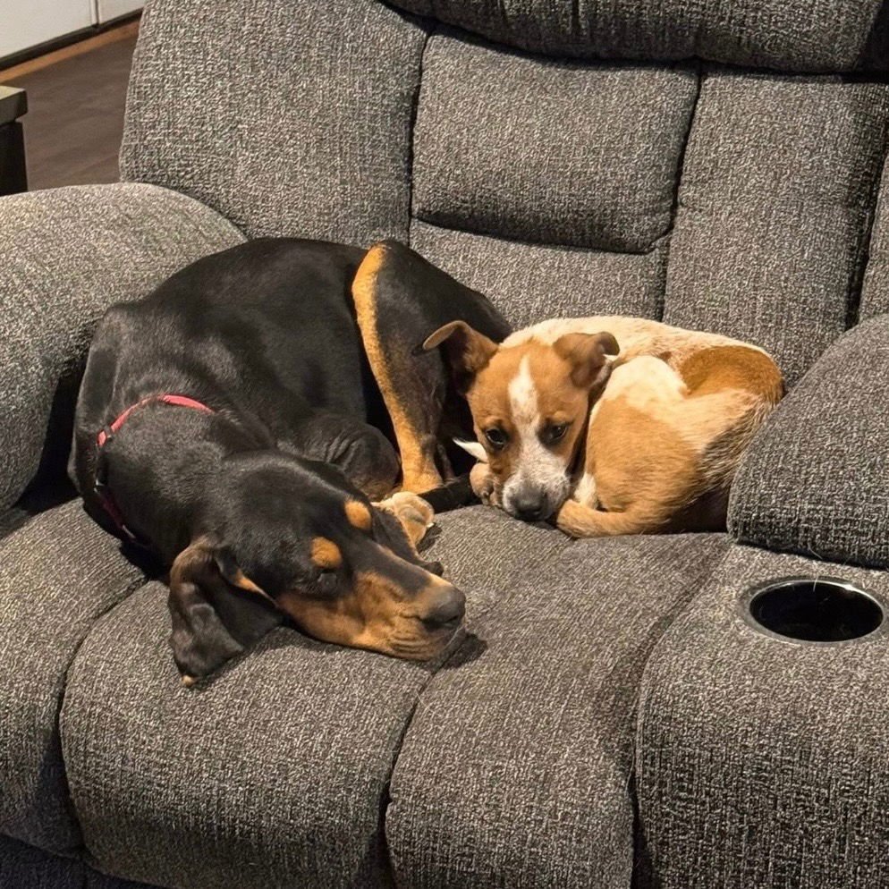 ENZO - Terrier / Terrier available for adoption